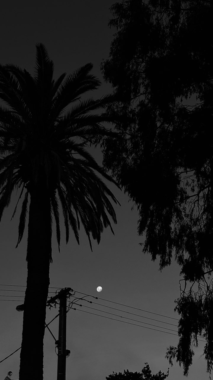palm